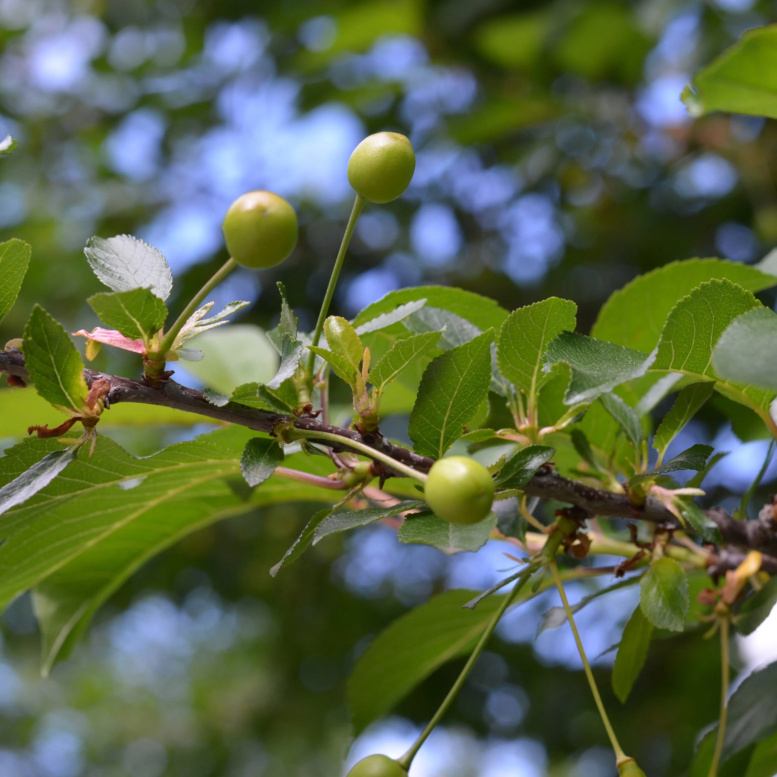 Identify and Treat Japanese Beetles on Fruit Trees — The Giving Grove